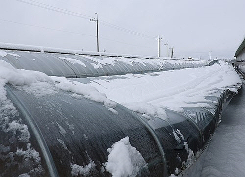 28일 충북 음성군 삼성면의 한 염소농장의 비닐하우스 사육동이 폭설에 무너져 있다.   [연합뉴스]